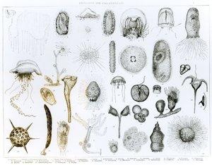 Protozoa and Coelenterata (litho)